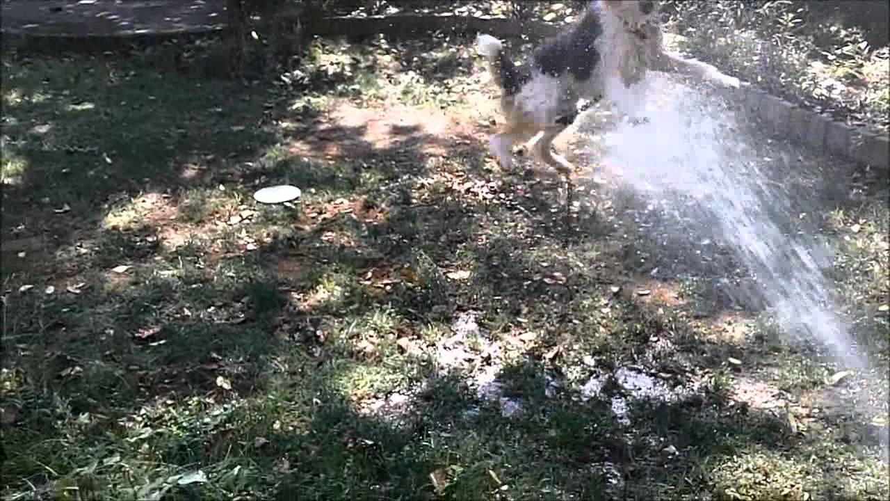 Wire Fox Terrier One Year Old ワイヤーフォックステリア水浴び Youtube