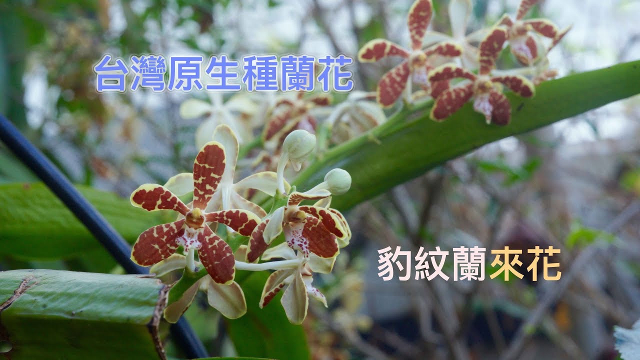 蘭花 我最愛的台灣蘭 豹紋蘭/終於來花了/4-5月是他的花季喔