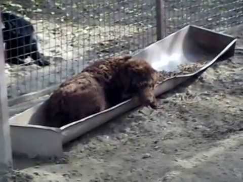 rachel---pfotenhilfe-ungarn-e.v.