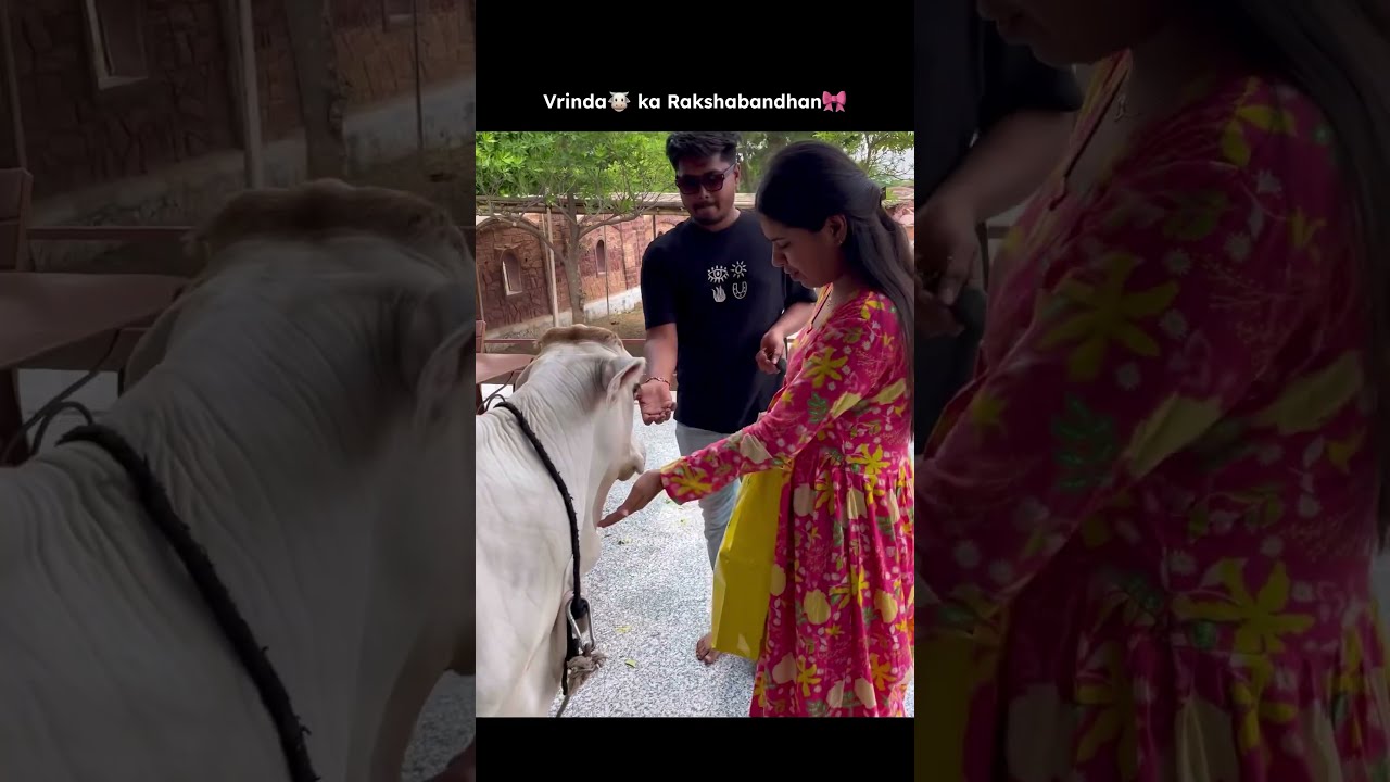 Vrinda Celebrated Rakshabandhan Mini Vlog Cowsblike Talkingcow