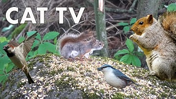 Birds and Squirrels in a Canadian Forest - 10 Hour CAT TV - July 19, 2023