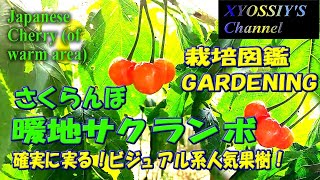 【XYOSSIYのライフチャンネル】家庭栽培図鑑　暖地サクランボ（家庭栽培、サクランボ栽培）Japanese Cherry (of warm areas)