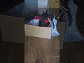 puppy in a box #toys #arttoy #art #dragon #puppy #howtotrainyourdragon #cute #diy #dragon #box