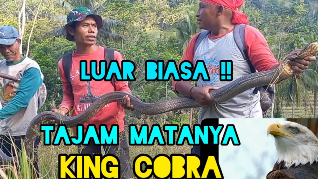 Mata Elang !! King Cobra dari kejauhan sudah terdeteksi Mata Suwa !!?