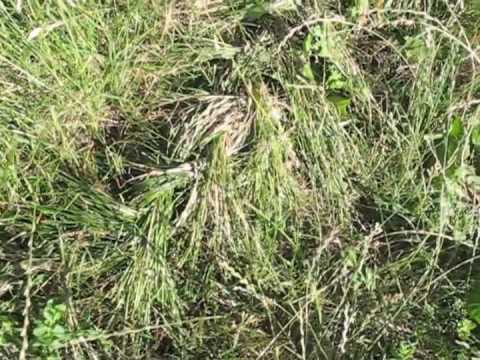 grass braiding windsor s riverfront parks west east youtube