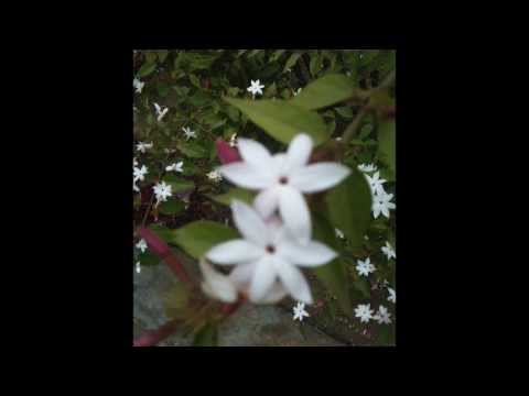 Sangeeta Shakya - Ke Pyaar Yesailai