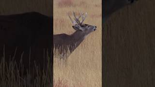 This Buck Is Risking Death For Love
Gasping for air, this buck video was captured by a deer hunter. A whitetail buck thats completely exhausted from the rut. Hes literally gasping for breath to stay alive.
This mature buck is a shadow of its former self, barely able to walk.
The whitetail breeding season is a period of intense, non-stop activity for mature bucks. They focus solely on breeding often forgoing food and rest for weeks. During deer season their survival instinct takes a backseat to the urge to reproduce. Bucks relentlessly chase does, fight off rival bucks, and cover extensive ground searching for mates. Deer behavior radically changes especially with metabolic swings as bucks work through the rut which takes a massive physical toll, depleting their fat reserves and leading to significant weight loss and exhaustion.
Watch as we discuss the severe impact of this annual event on bucks. Learn what happens to deer after the rut and the challenges they face heading into the winter. This Buck Is Risking Death For Love