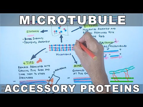 Video: Fungsi Atmosfera Yang Tidak Standard Adalah Microtubule Yang Berkaitan Dengan Protein Tau