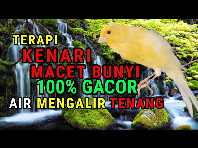 Tips jitu mengatasi kenari macet bunyi paska mabung dan stress || terapi kenari macet bunyi class=