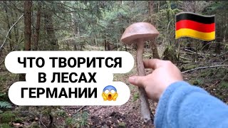 картинка: 🇩🇪 НАСОБИРАЛА КОРЗИНКУ ГРИБОВ 😍 ЧТО ТВОРИТСЯ В ЛЕСАХ ГЕРМАНИИ  😱 #trending #германия #обзор #pilze 