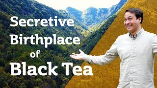 Secretive Birthplace of Black Tea - TONG MU PARADISE