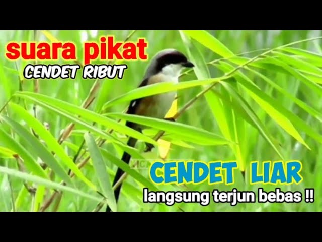 Suara CENDET RIBUT Ampuh Untuk Pikat Burung Cendet Liar class=