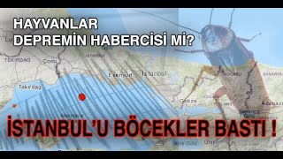 DEPREM ÖNCEDEN HABER VERİR Mİ? DEPREM ÖNCESİ HAYVANLAR | DEPREM ANI | DEPREMDEN ÖNCE BÖCEKLER