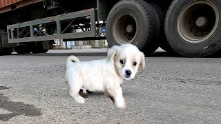 I Found stray puppy looking for grain dropped from the garbage on the road
