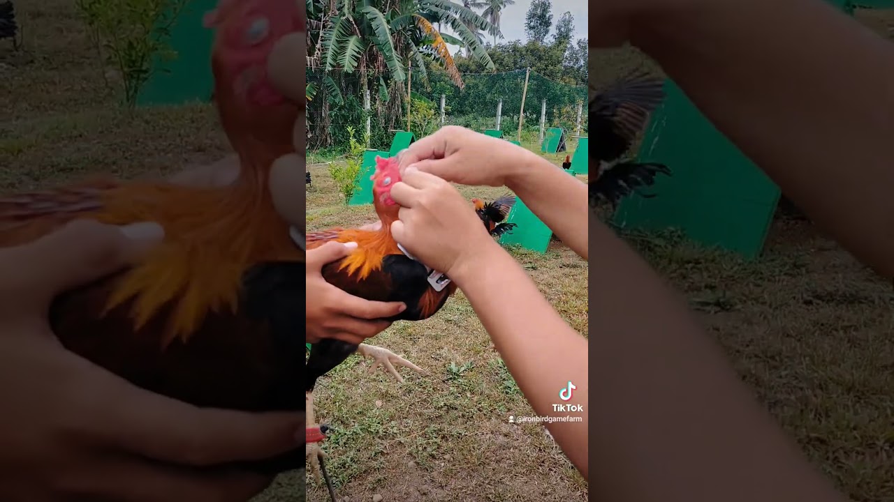 VitMinPRO 357 & EL TORO for maintenance and conditioning