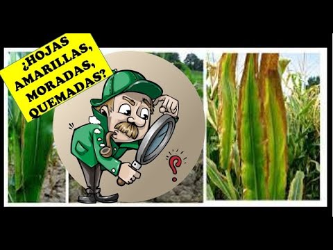 Video: Qué es el acame: las causas del acame de las plantas y sus efectos en las plantas