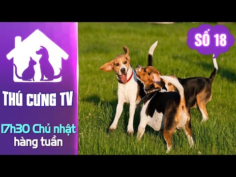 Những điều thú vị về chó săn Beagle | YOUTV