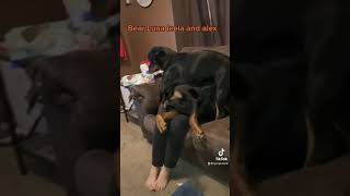 Over Dramatic Rottweiler
