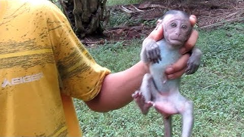 HUNTING MONKEY‼️ PEST CONTROL HAMA KERA LIAR YG NAKAL