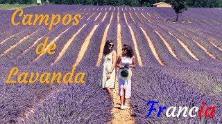 Campos de Lavanda en Francia ft  Una Mexicana en Paris