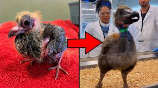 Scientists Are Turning Living Animals Into EXTINCT Ones