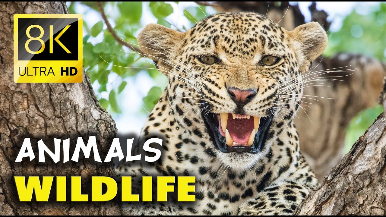 The Most Stunning Wildlife Videos Of Birds In 8k Resolution