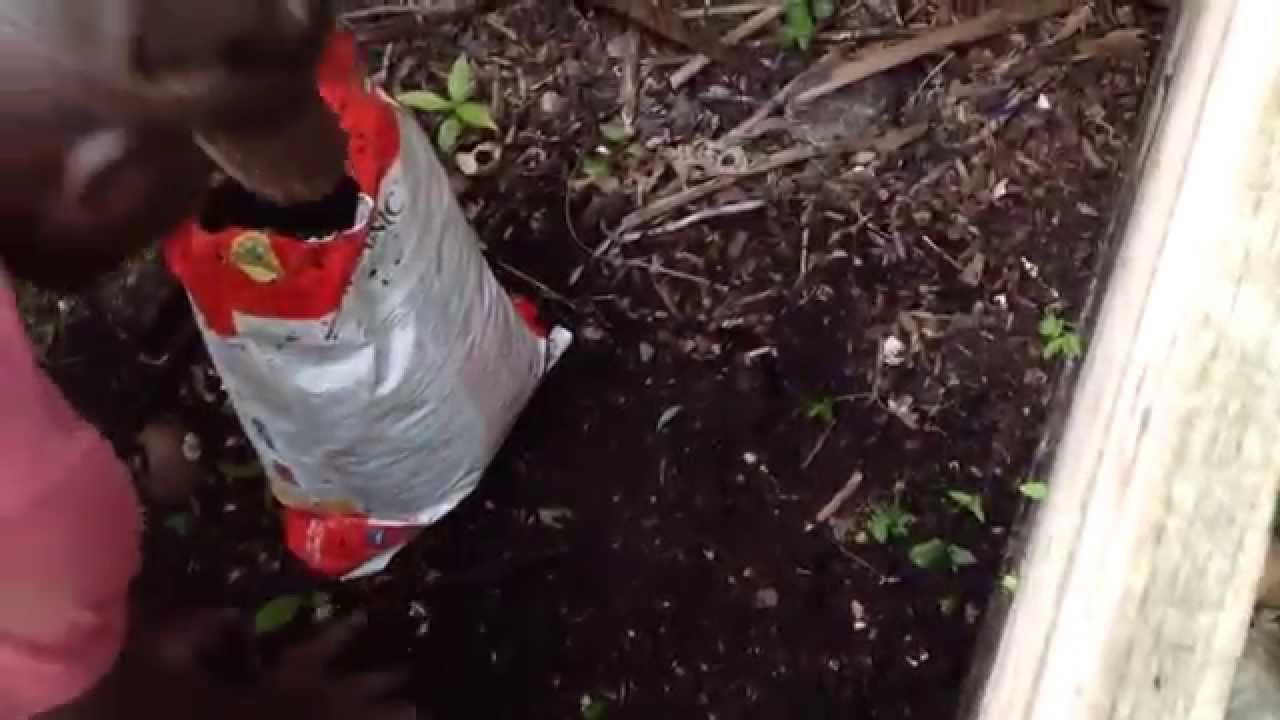 Growing Huge Tomatoes Using Homemade Compost YouTube