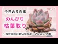 【多肉植物】のんびり枯葉取り　可愛い多肉を眺めながら…