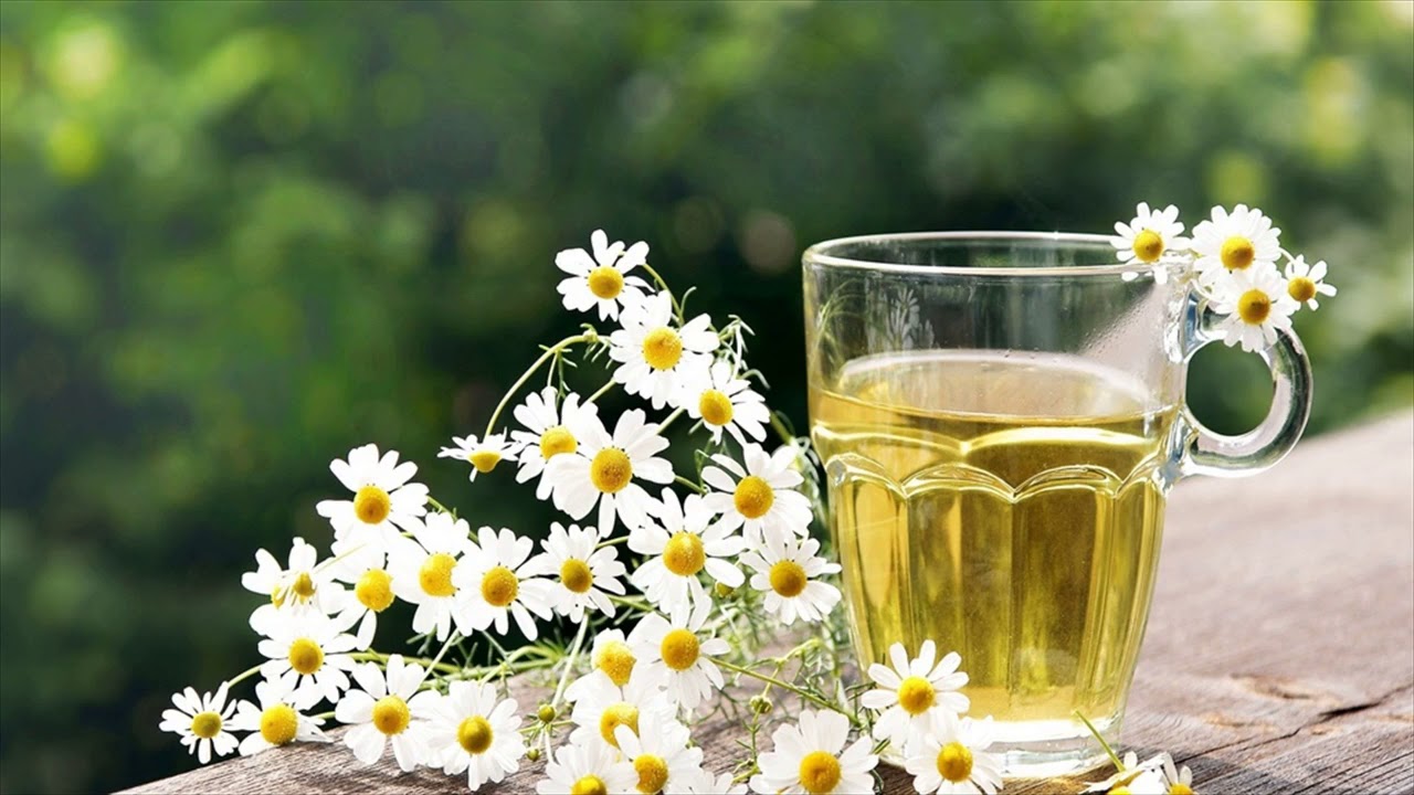 Improve Your Digestive System With Chamomile How To Treat Stomach