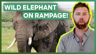 Wild Elephant Causes DESTRUCTION In Local Village! | Mysterious Creatures With Forrest Galante
