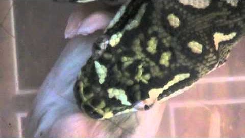 Monty Eats a Mouse.m4v