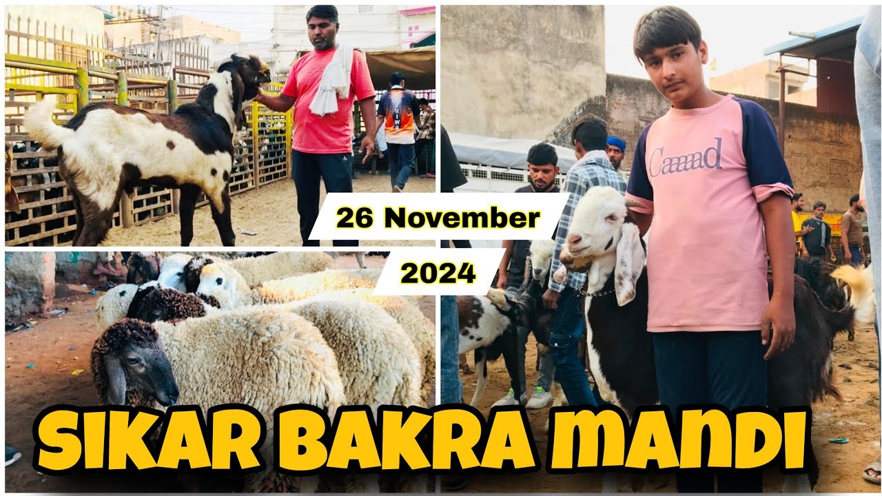 jaipur sikar goat market live update 26/11/2024 sikar bakra mandi new video