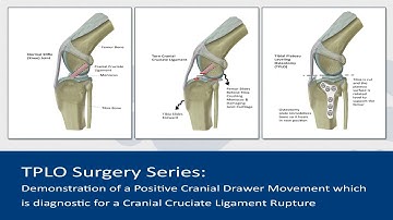 Positive Cranial Drawer Movement is diagnostic for a torn Cranial Cruciate Ligament
