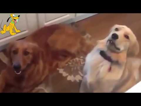 Video: 12 chú chó hài hước nhất năm 2015