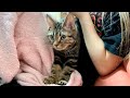 甘えんぼすぎてふみふみが止まらなくなってしまった子猫