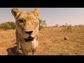 Feed, Clean, Repeat! | The Lion Whisperer
