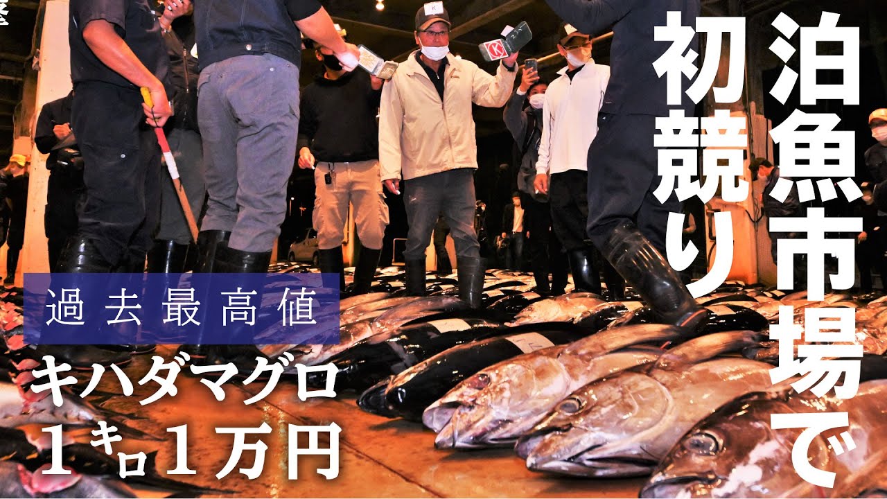 キハダマグロ1キロ1万円の過去最高値 泊魚市場で初競り Youtube