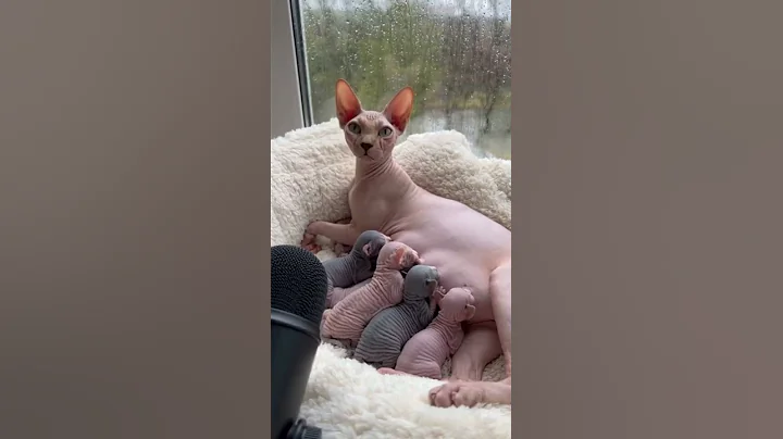 Video 11607161: sphynx kitten, rare sphynx