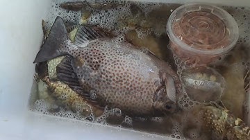 một ngày câu bè cá dìa giò vũng rô#cauca