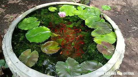 DỌN LÁ RỤNG VÀO HỒ VÀ CHO CÁ BẢY MÀU, CÁ KIẾM CÙNG CÁ BÌNH TÍCH ĂN CÁM THÁI INVE 3/5