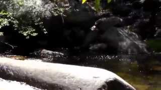 Three Rivers CA Riverfront Property