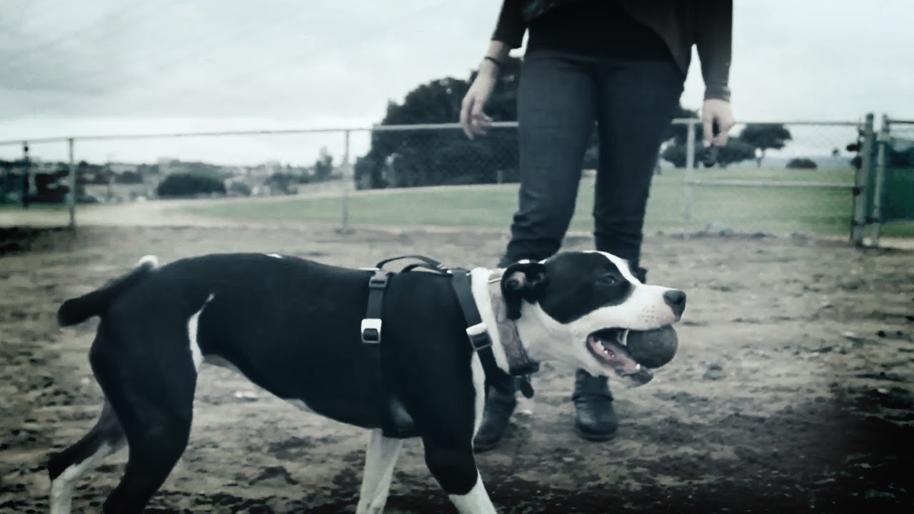 puppy paradise Gidget and Melissa | Ready. Set. Play!