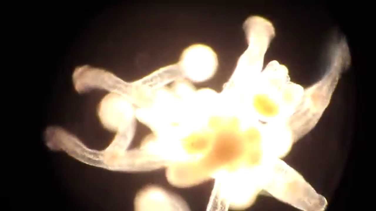 Spettacolare Idromedusa - Wonderful Hydromedusa