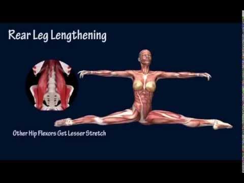 How to Front Split Open Muscle Anatomy Training Program EasyFlexibility 