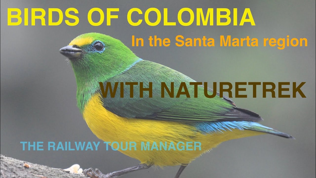 Birds of Colombia (Santa Marta mountains). Naturetrek trip, January 2020