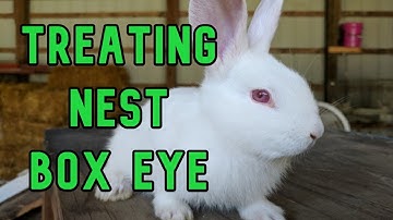 Treating Sick Rabbit Babies: Nest Box Eye in Kits