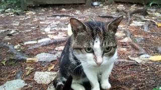【田代島】猫神社に住む野良猫