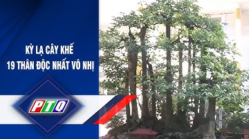 KỲ LẠ CÂY KHẾ 19 THÂN ĐỘC NHẤT VÔ NHỊ | Tin tức 24h | PTQ