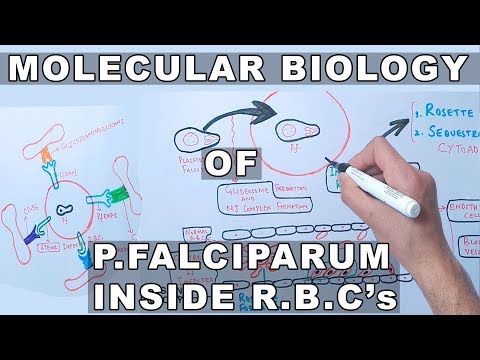 Video: Kliniske Determinanter For Tidlig Parasitologisk Respons På ACTs Hos Afrikanske Pasienter Med Ukomplisert Falciparum Malaria: En Litteraturgjennomgang Og Metaanalyse Av Individuell