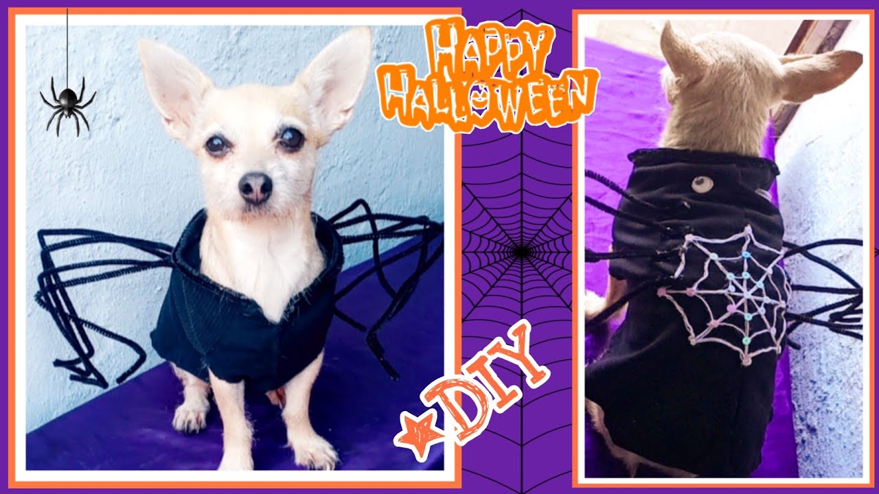 Cómo hacer un disfraz ARAÑA para perros/trajesito araña/DIY MANUALIDADES para Halloween - YouTube